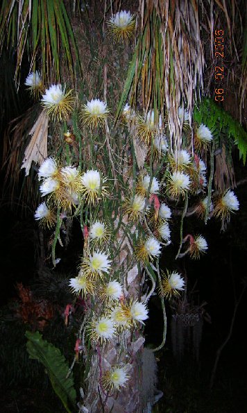  Selenicereus Grandiflora